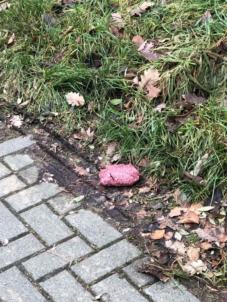 Giftköder-Eventuelle Giftköder-Profilbild