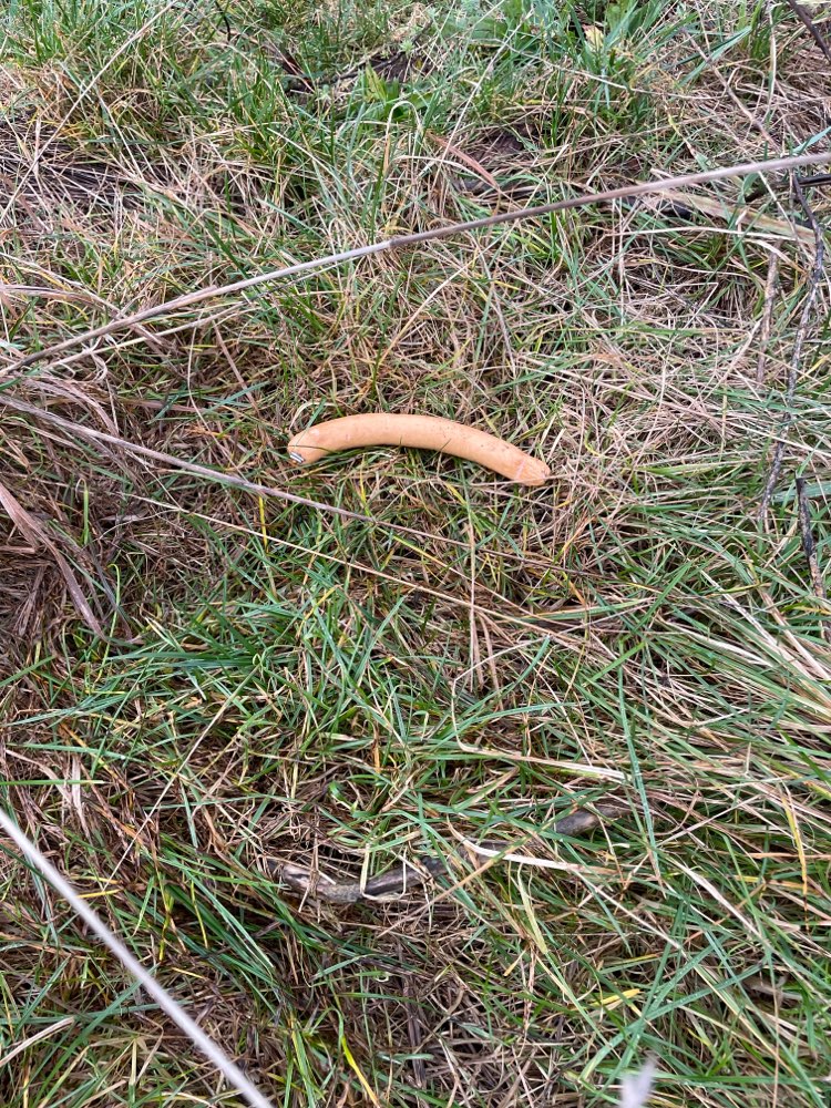 Giftköder-Wurst im Feld-Profilbild