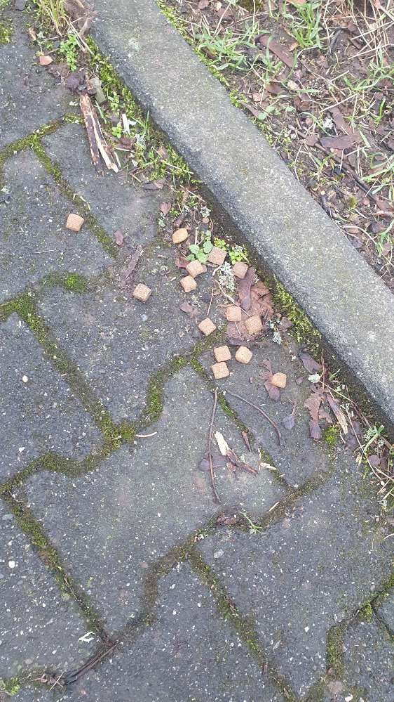 Giftköder-Erneut ausgelegte Leckerlis gefunden-Profilbild