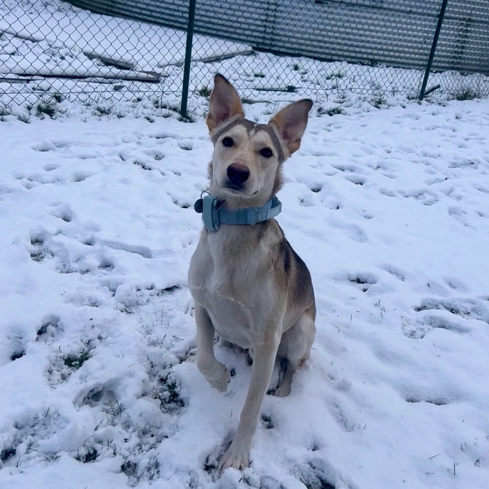 Hundetreffen-Social Walk-Profilbild