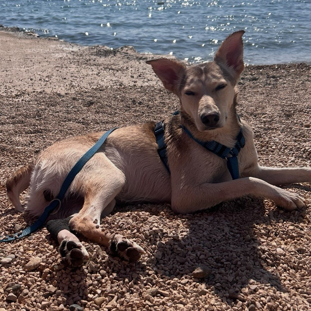 Hundetreffen-Social Walk-Profilbild
