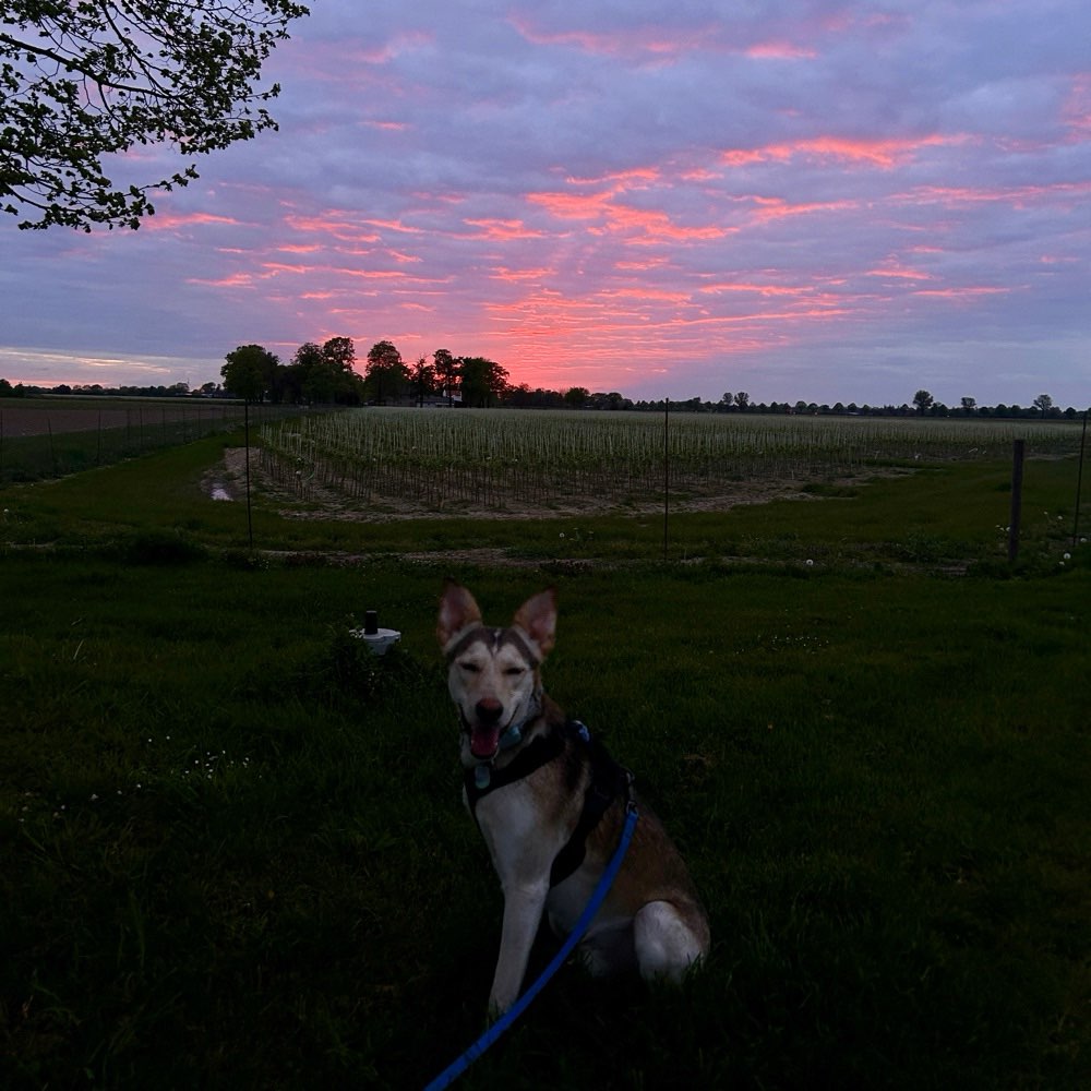 Hundetreffen-Social Walk-Profilbild