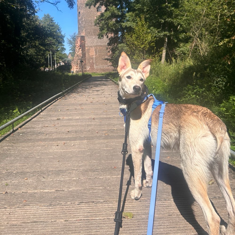 Hundetreffen-Social Walk-Profilbild