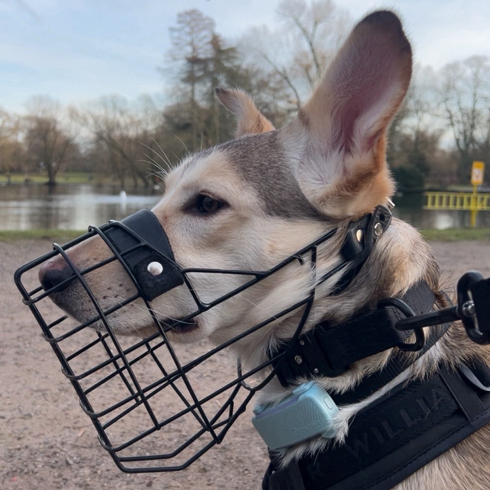 Hundetreffen-Trainingspartner gesucht // BITTE BESCHREIBUNG BEACHTEN-Profilbild
