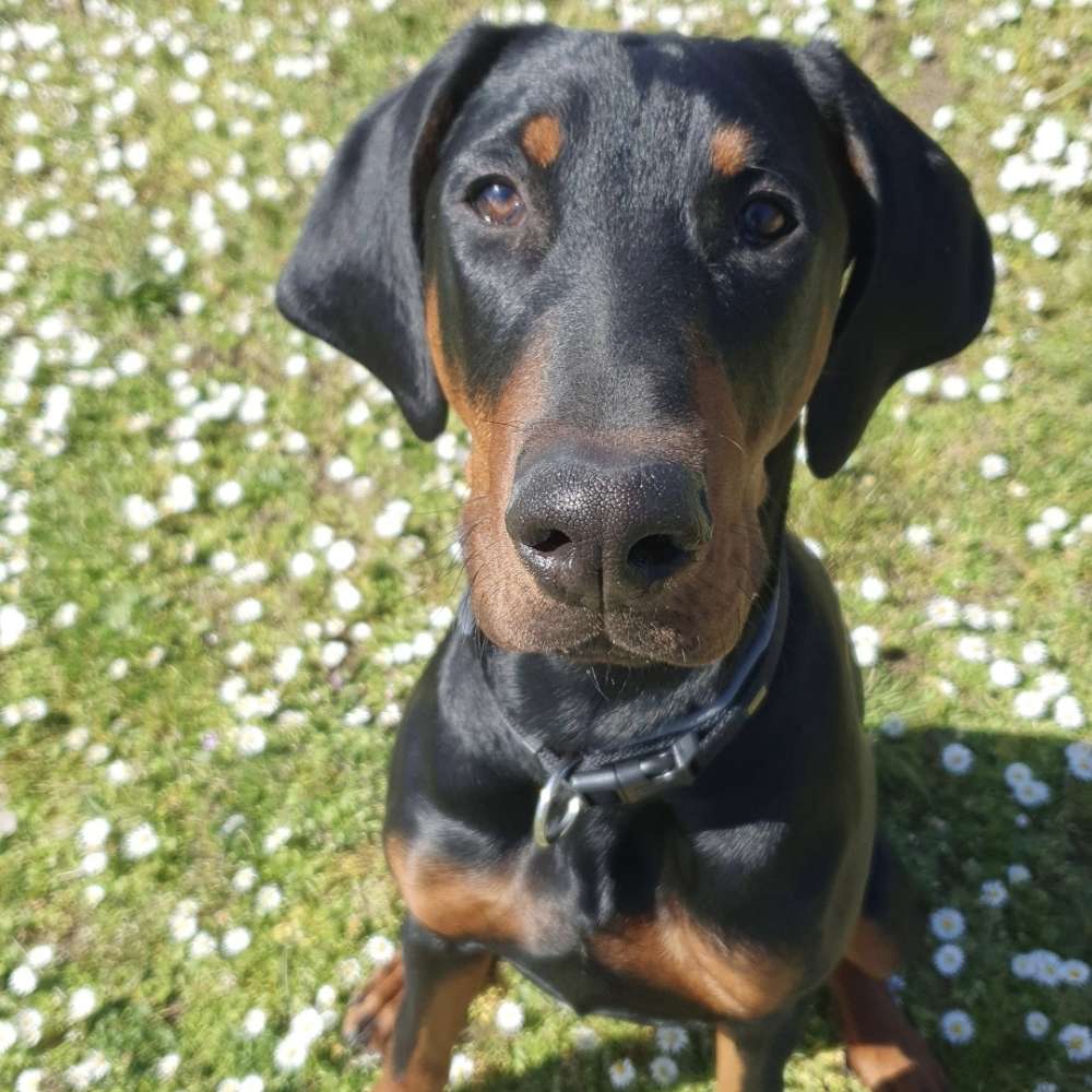 Hundetreffen-Spieltreffen Junghunde-Profilbild