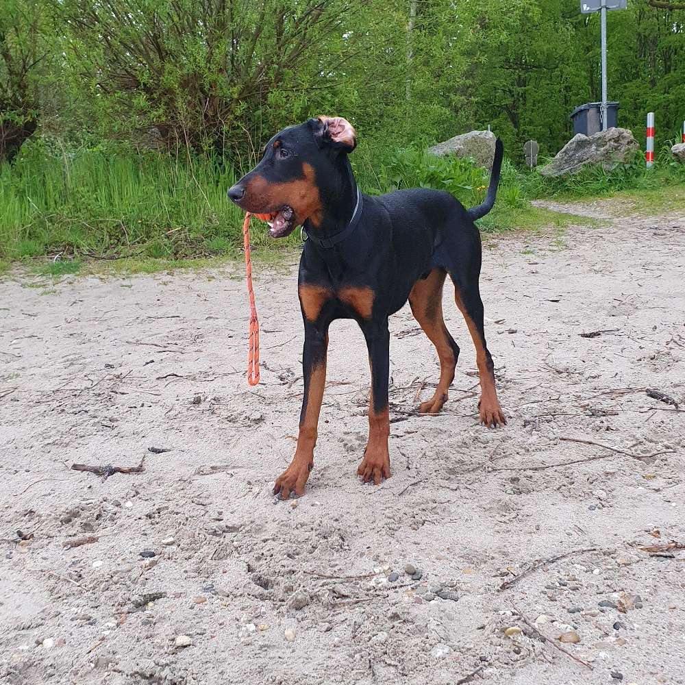 Hundetreffen-Spieltreffen-Profilbild