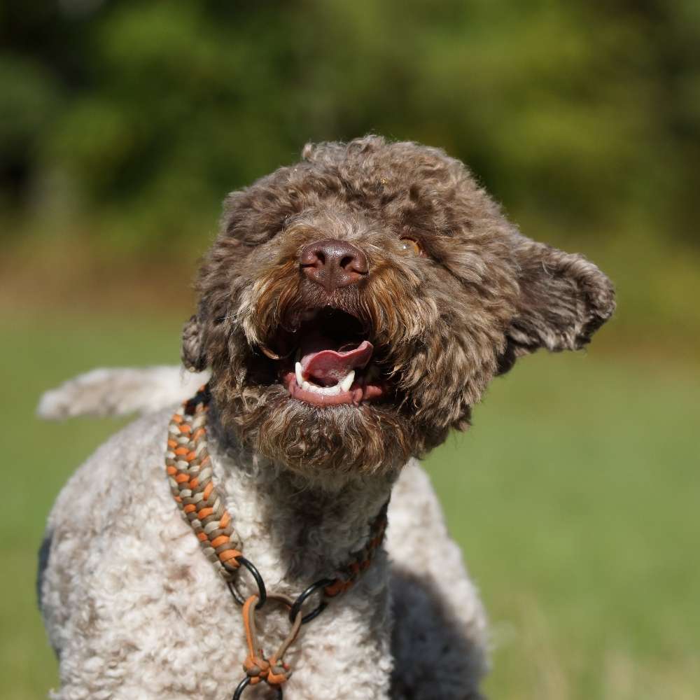 Hundetreffen-Schief im Kopf?  Was ist nur los mit meinem Hund?-Profilbild