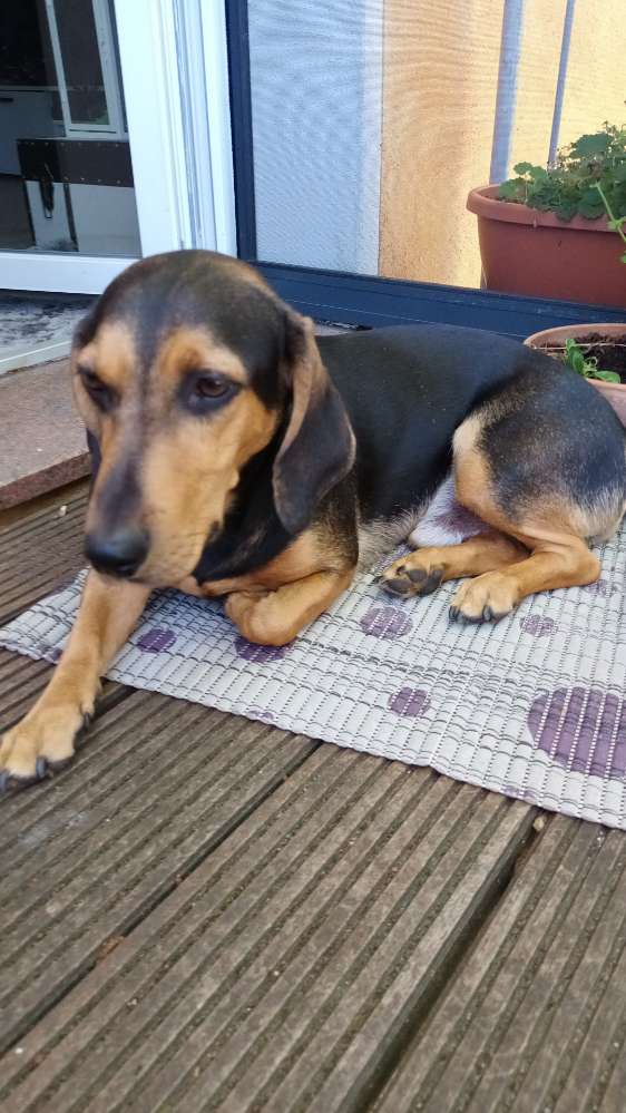 Hundetreffen-Spielen und toben erwünscht-Profilbild