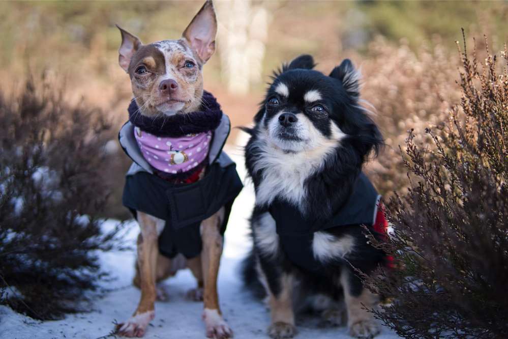 Hundetreffen-Minitreffen 😊-Profilbild