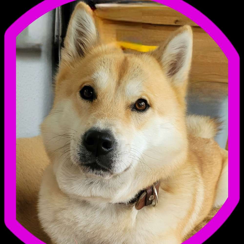 Hundetreffen-LUNA-Profilbild