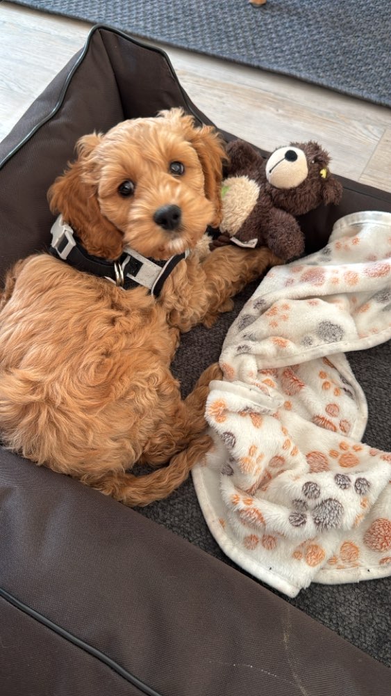 Hundetreffen-Welpen-Treff in Lichterfelde West /Zehlendorf-Profilbild