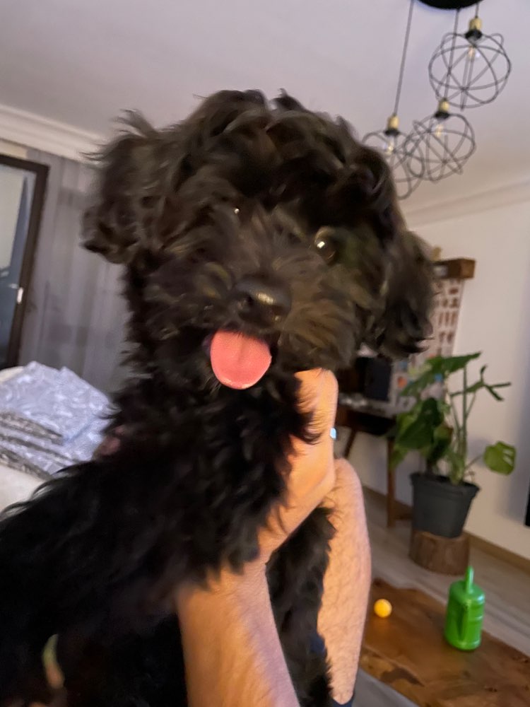 Hundetreffen-Maltipoos/Pudels/Cockapoos-Profilbild