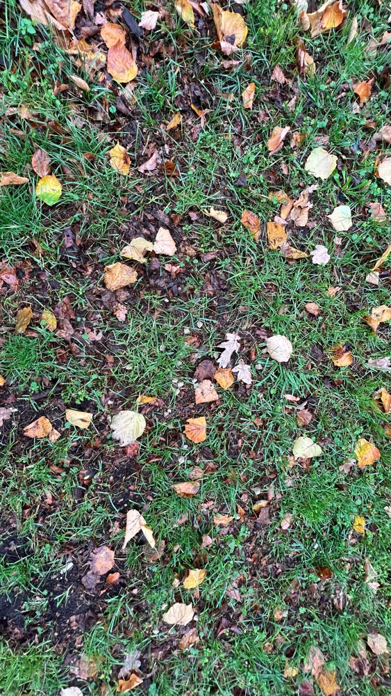 Giftköder-Leckerli verstreut-Profilbild