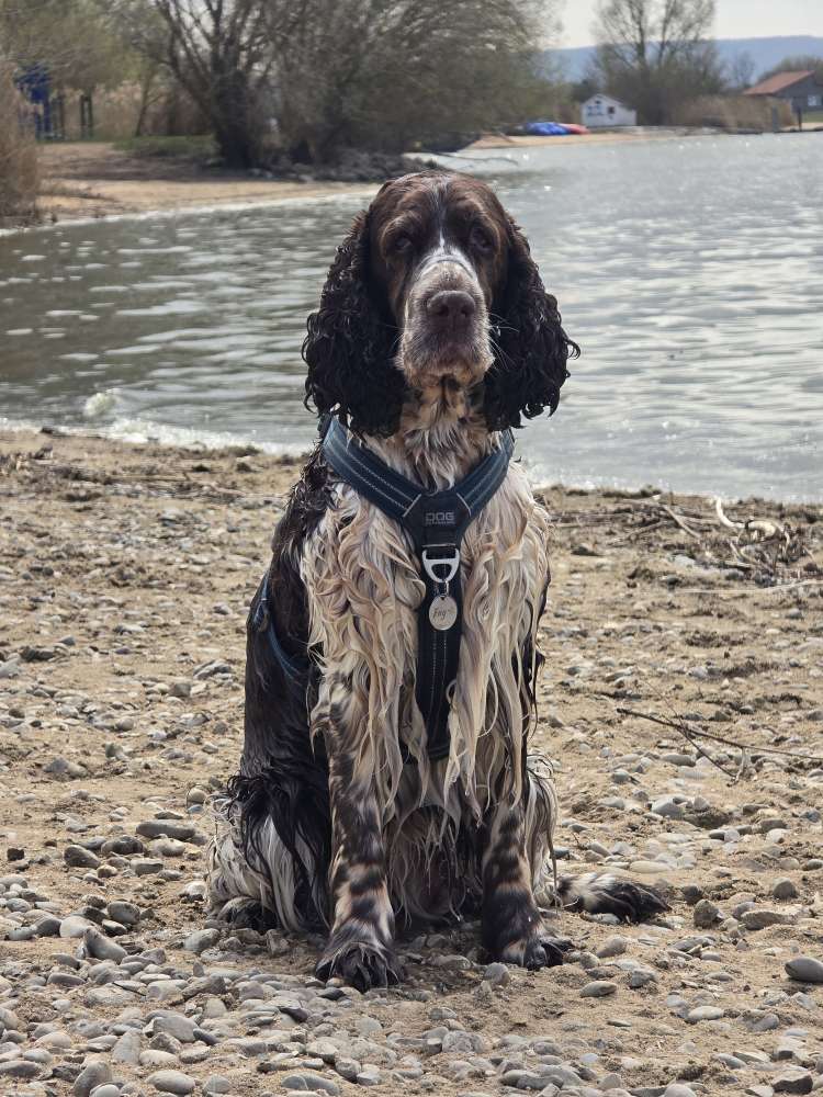 Hundetreffen-Spaziergang Wegbegleiter-Profilbild