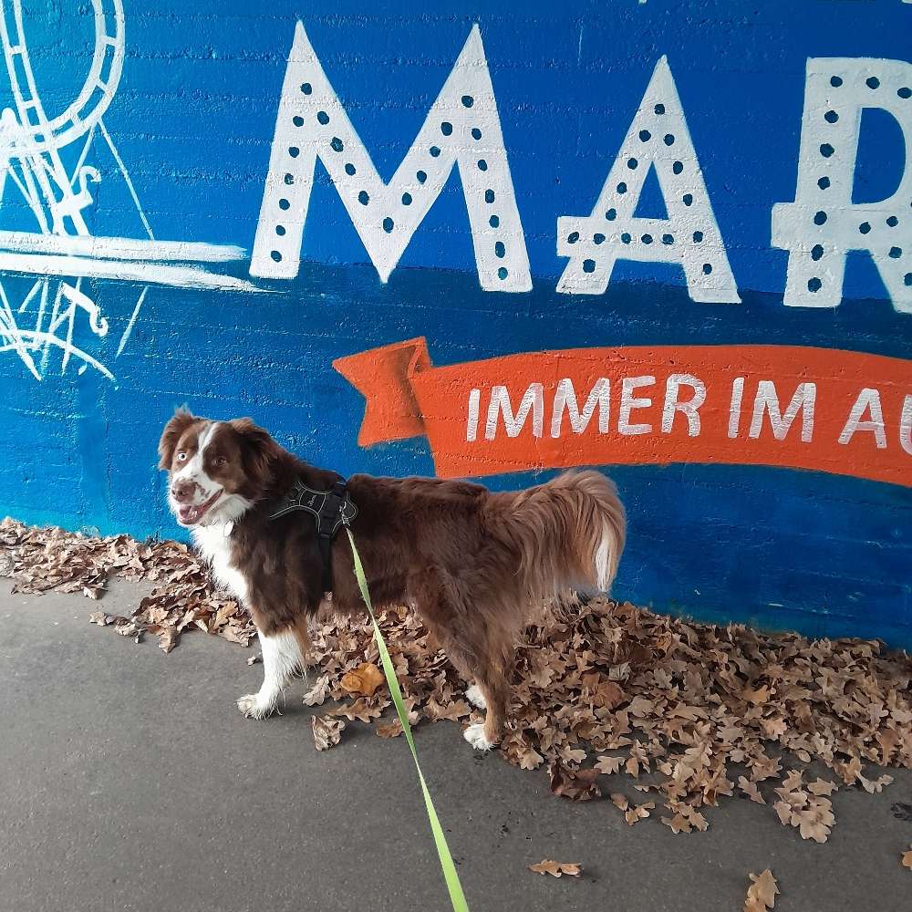 Hundetreffen-Gassi gehen, Spielen, Trainieren in Karben-Profilbild