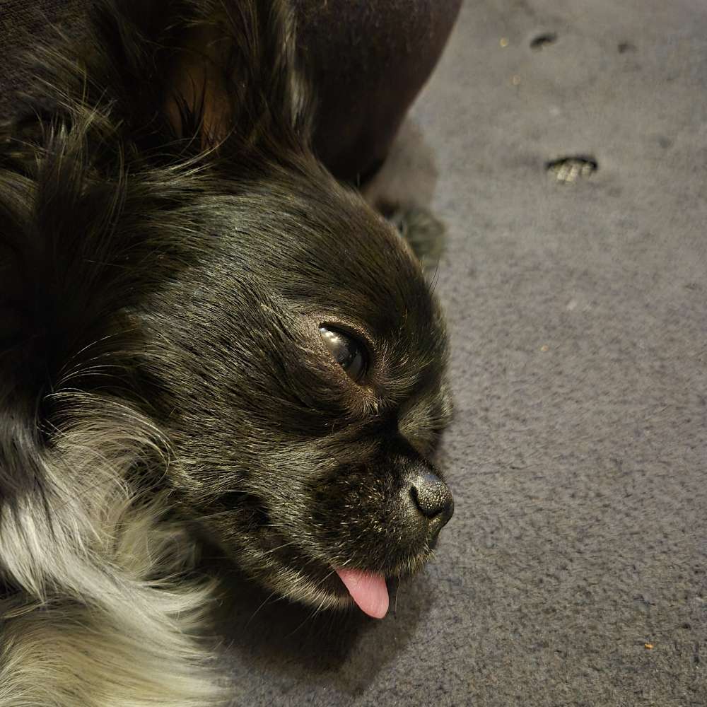 Hundetreffen-Ganderkesee-Profilbild