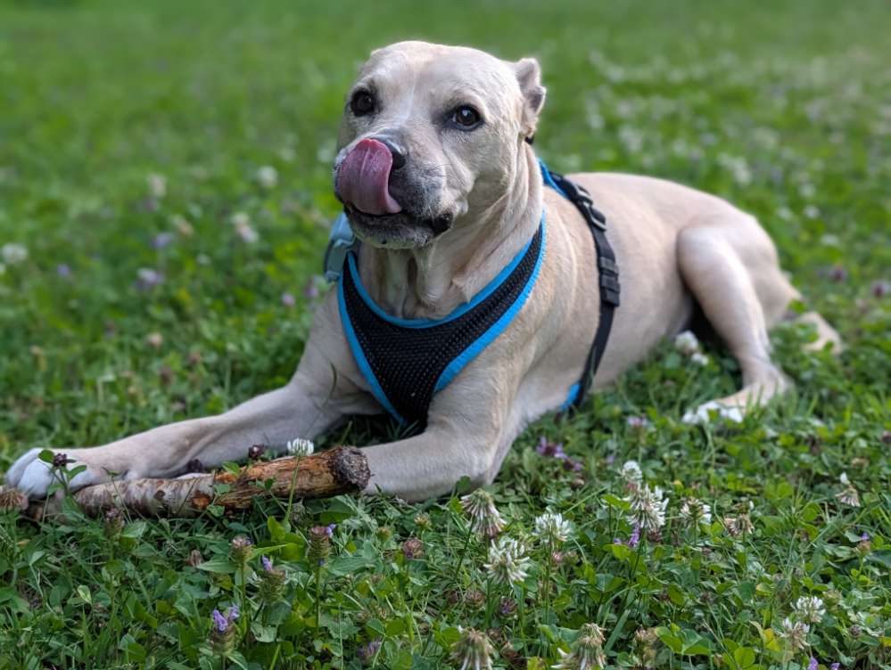 Hundetreffen-Gassi- Spielrunde-Profilbild