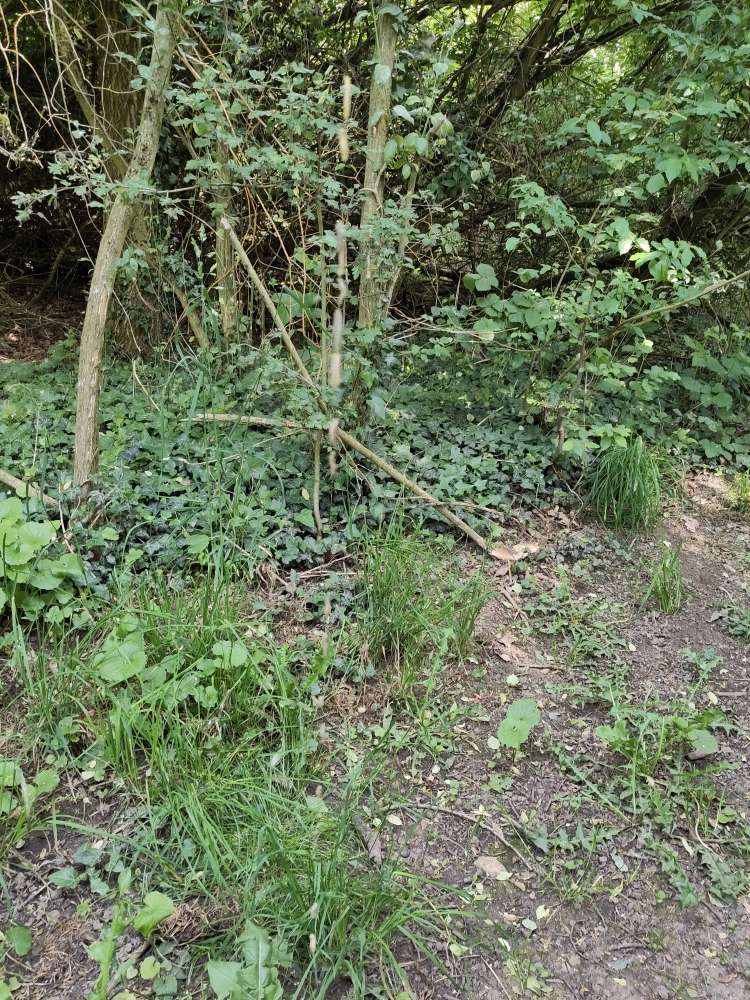 Giftköder-Eichen-Prozessionsspinner-Profilbild