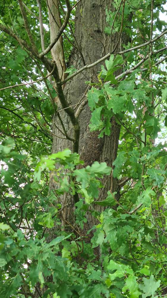 Giftköder-EPS in Rhade-Profilbild