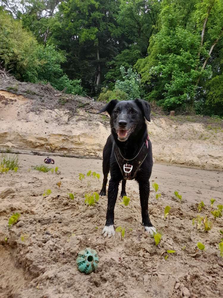 Hundetreffen-Spieltreff-Profilbild