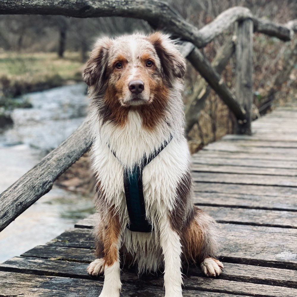 Hundetreffen-Hundefreunde und -freundinnen für Mogli gesucht-Profilbild