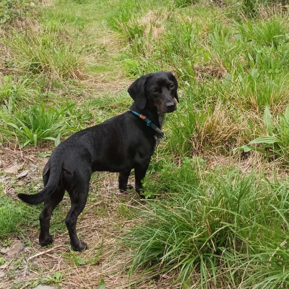 Hundetreffen-Spiel- und Gassirunde mit nicht so großen Hundefreunden-Profilbild