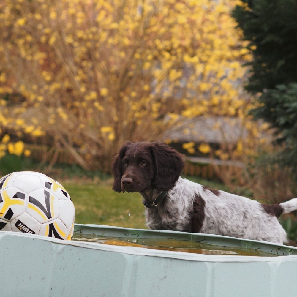Hundetreffen-Welpentreffen in der Umgebung-Profilbild