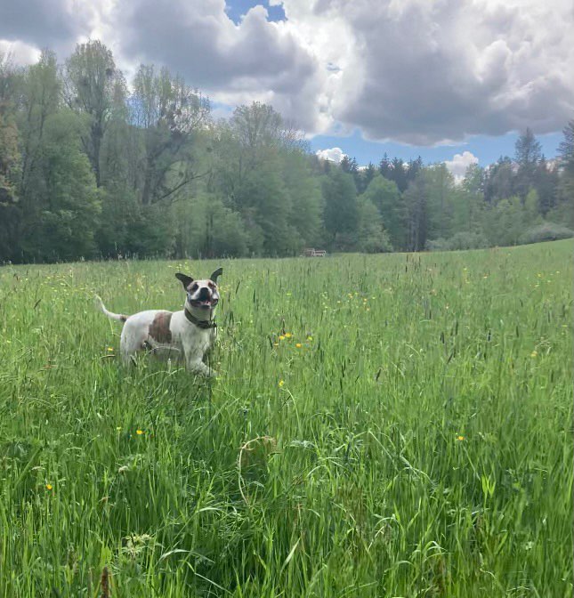 Hundetreffen-Gemeinsames Gassi gehen und toben-Profilbild