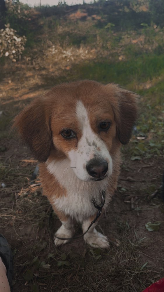 Hundetreffen-Hundebegegnung, spielen und gassi gehen-Profilbild