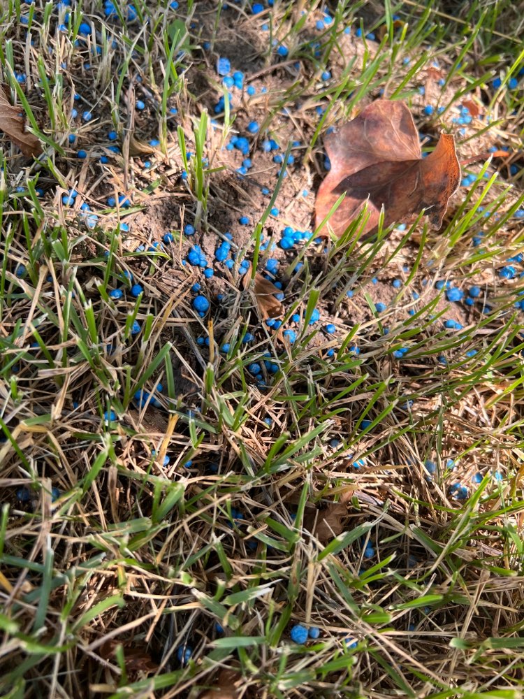 Giftköder-Blaukorn-Profilbild