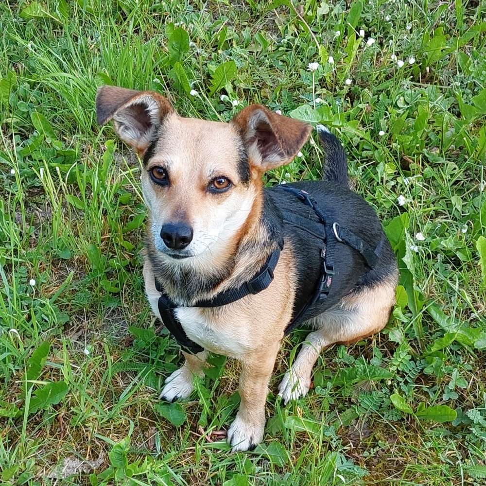 Hundetreffen-Spielfreunde gesucht-Profilbild