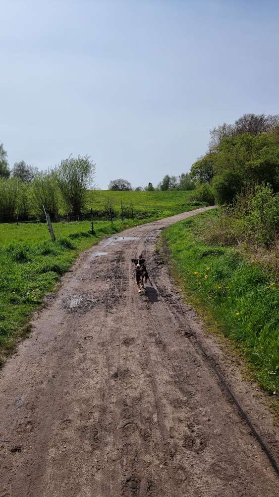Hundetreffen-Alleine spazieren gehen ist nicht so schön wie zusammen-Profilbild