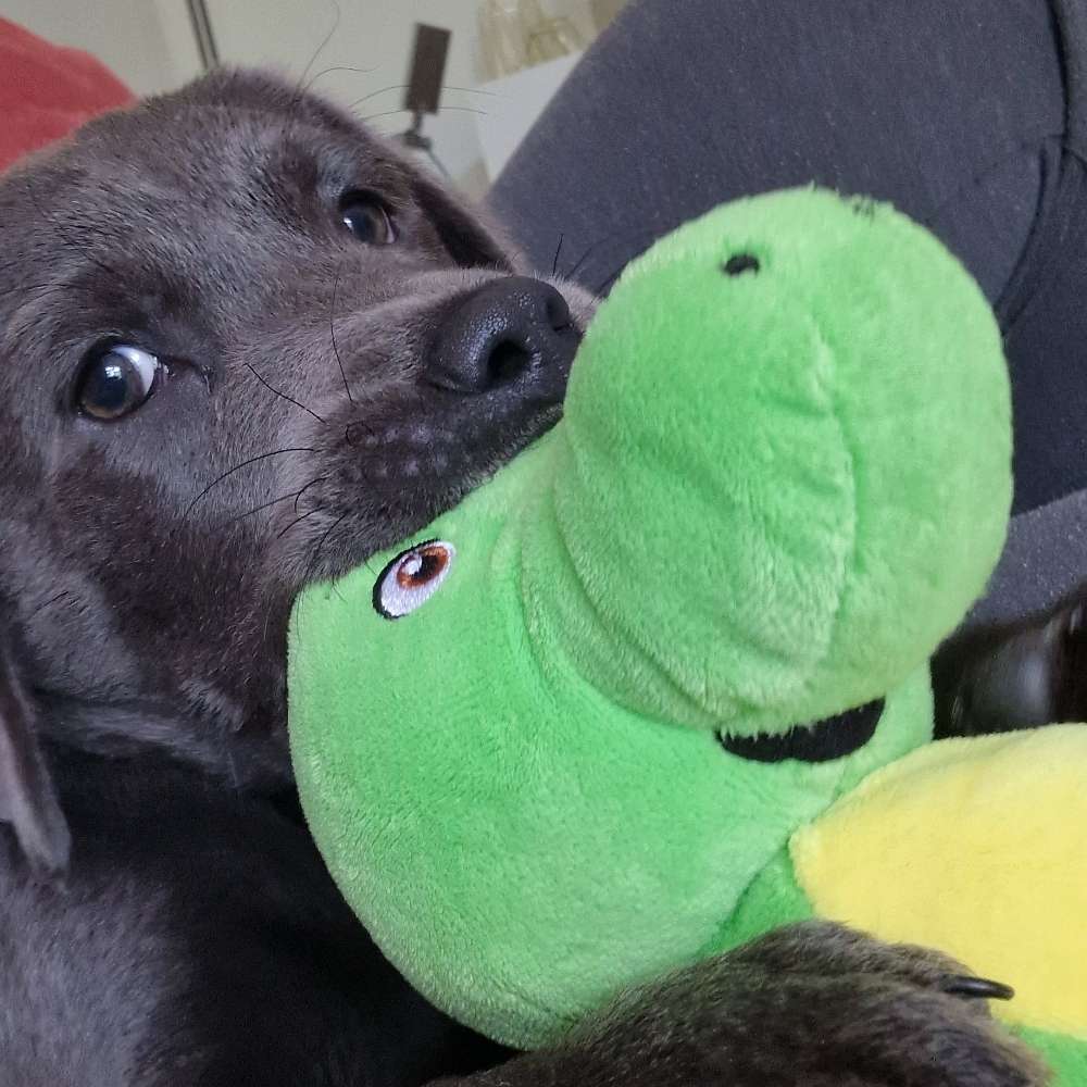 Hundetreffen-Junghundtreffen Germering und Umgebung-Profilbild