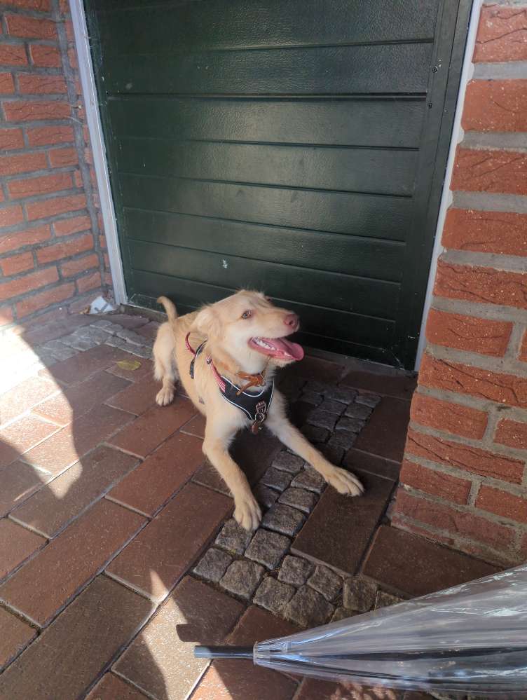 Hundetreffen-Hundeschule Papenburg-Profilbild