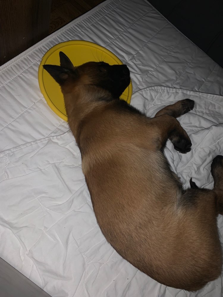 Hundetreffen-Spielrunde Argenschwang 20km Umkreis-Profilbild