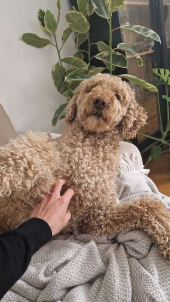 Hundetreffen-Hundespaziergang in der Wiehre-Profilbild