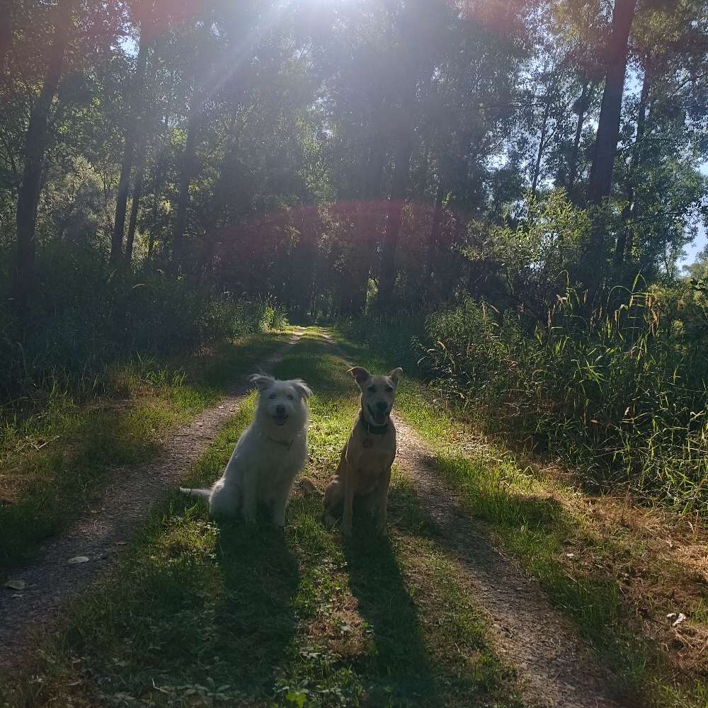 Hundetreffen-Trainingsgruppe :)-Profilbild
