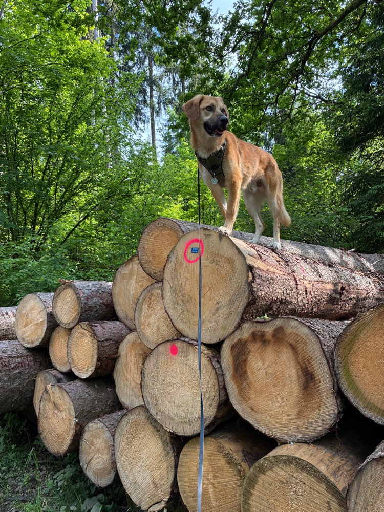 Hundetreffen-Social walk-Profilbild