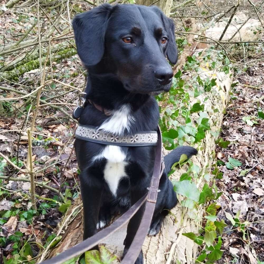 Hundetreffen-Gassirunde und Hundefreunde-Profilbild