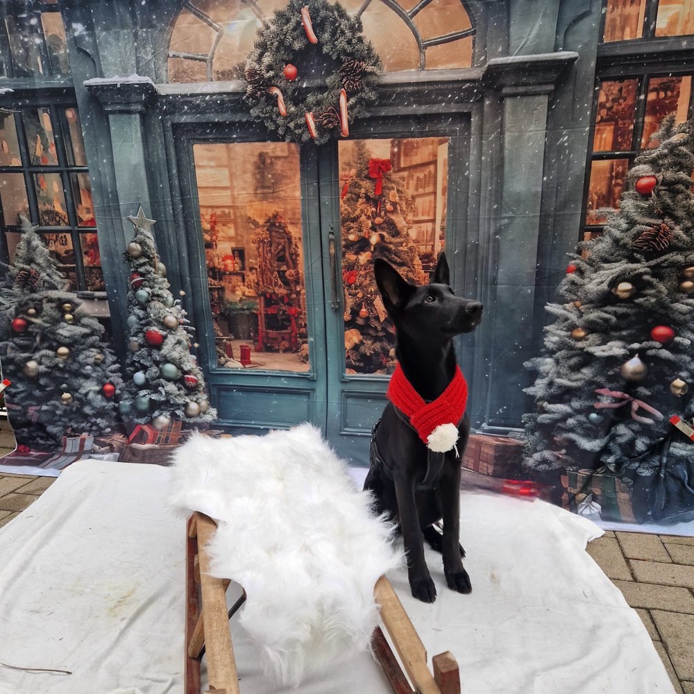 Hundetreffen-🐾Gassi-Runden, Spielen und Training🐾-Profilbild