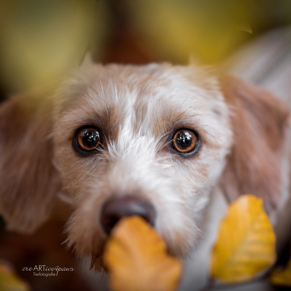 Hundetreffen-Treffen zum Spielen und Trainieren-Profilbild