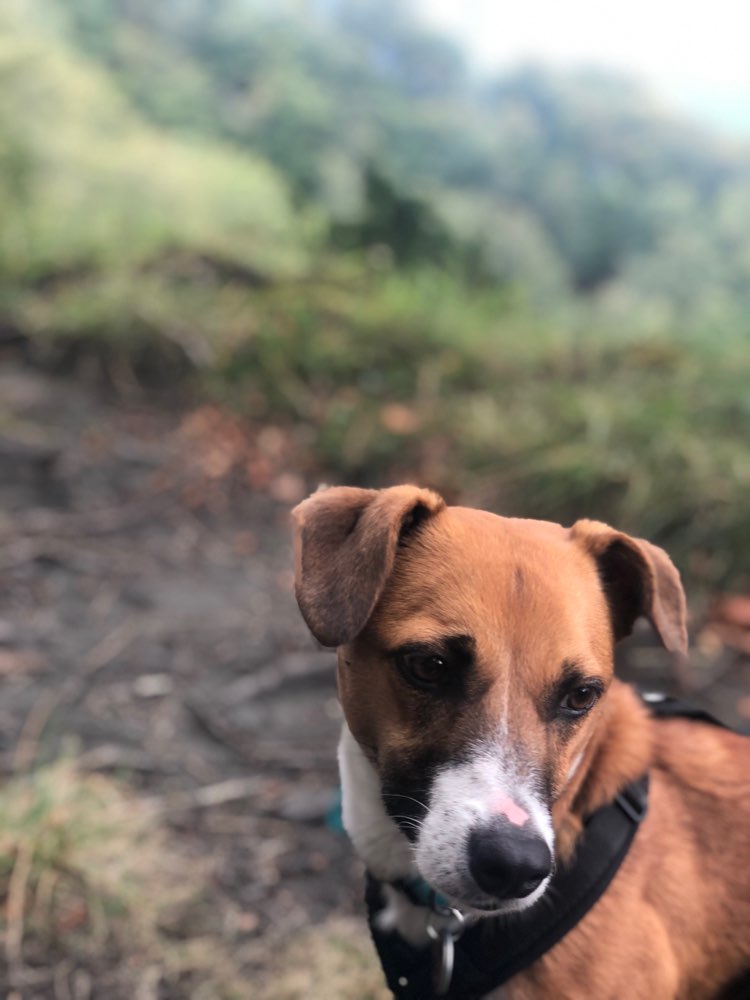 Hundetreffen-Sozialisierungsrunden-Profilbild