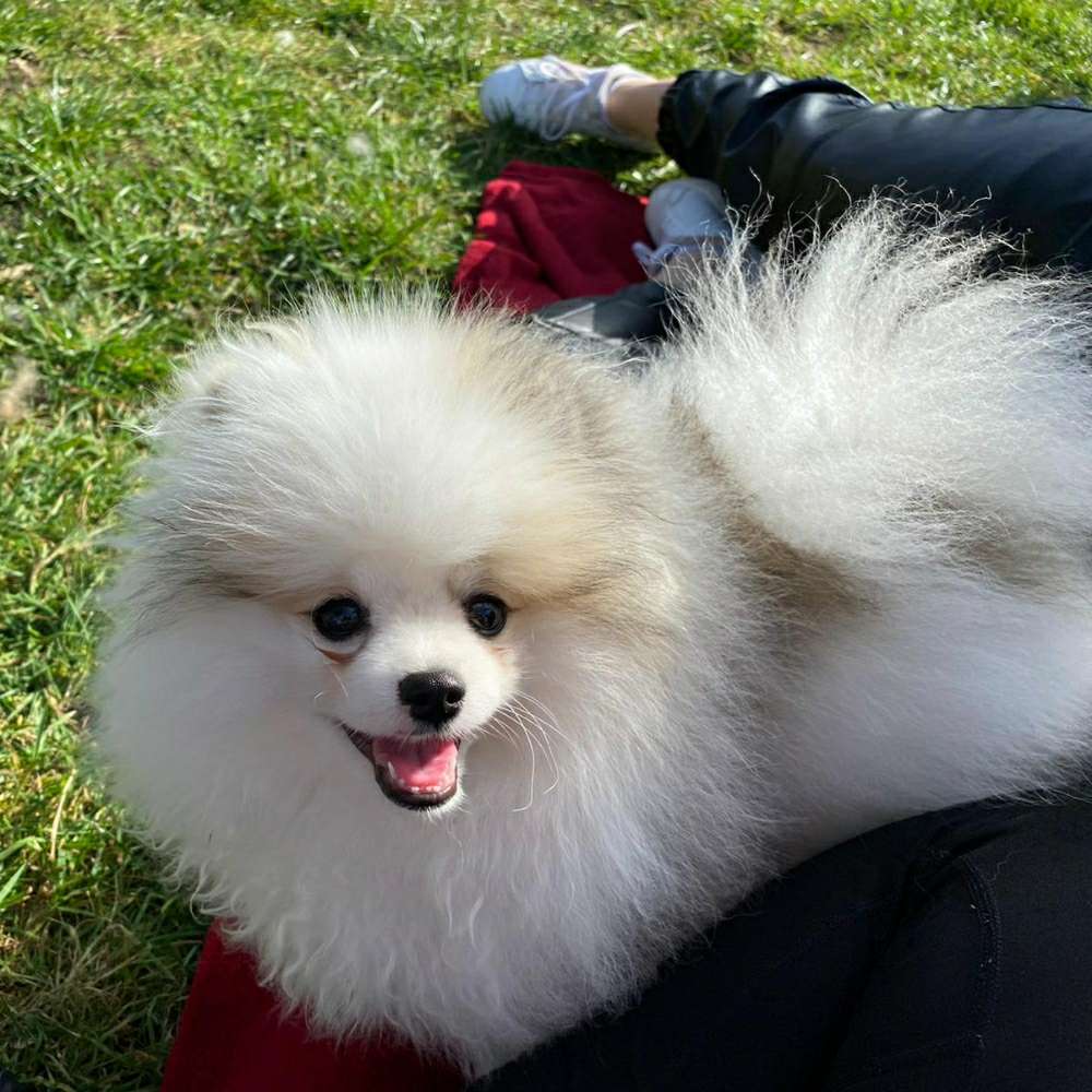 Hundetreffen-Welpentreff-Profilbild