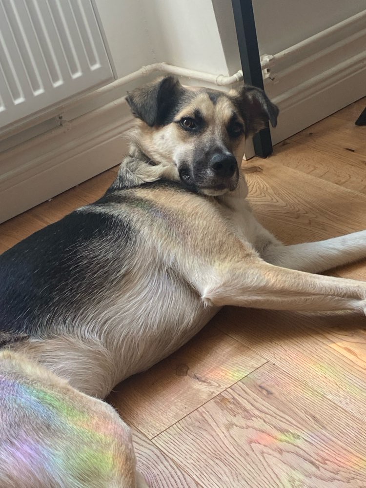 Hundetreffen-Social Walk und Spiel-Profilbild