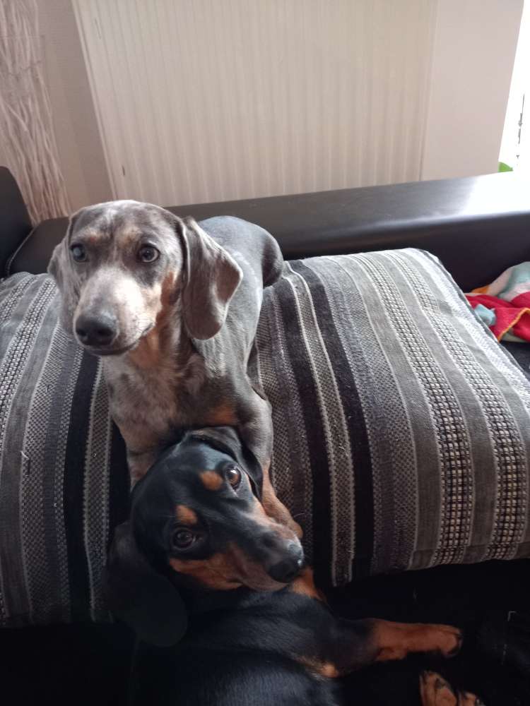 Hundetreffen-Dackeltreffen Pirmasens-Profilbild