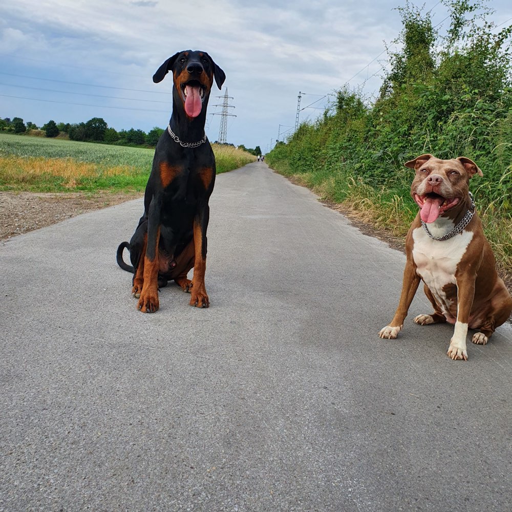 Hundetreffen-Mit wem dürfen wir Spielen ?-Profilbild