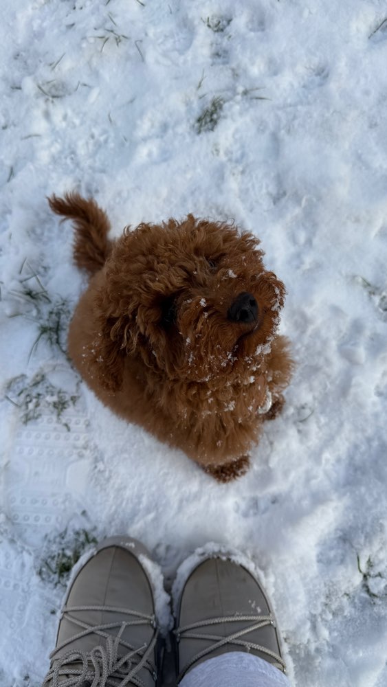 Hundetreffen-Welpentreffen mit Zwergpudel-Profilbild