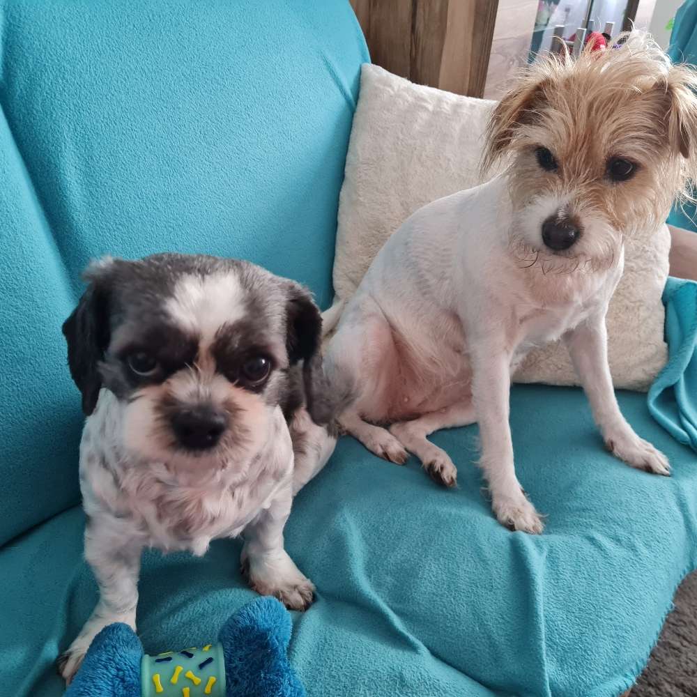 Hundetreffen-Gassi-Profilbild