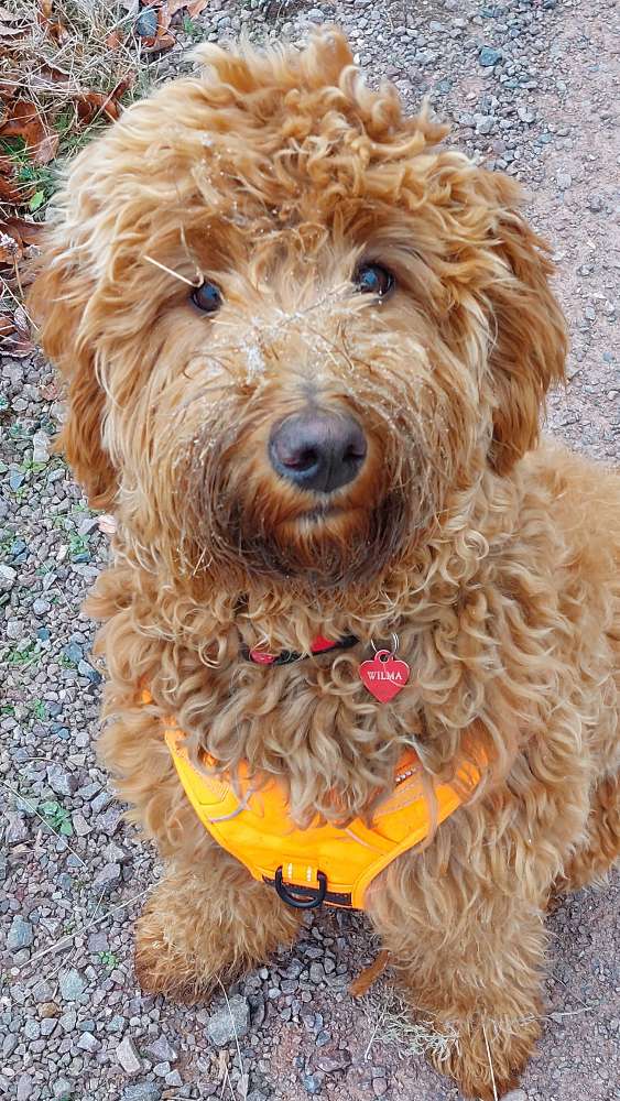 Hundetreffen-Spaziergang /Wanderung-Profilbild