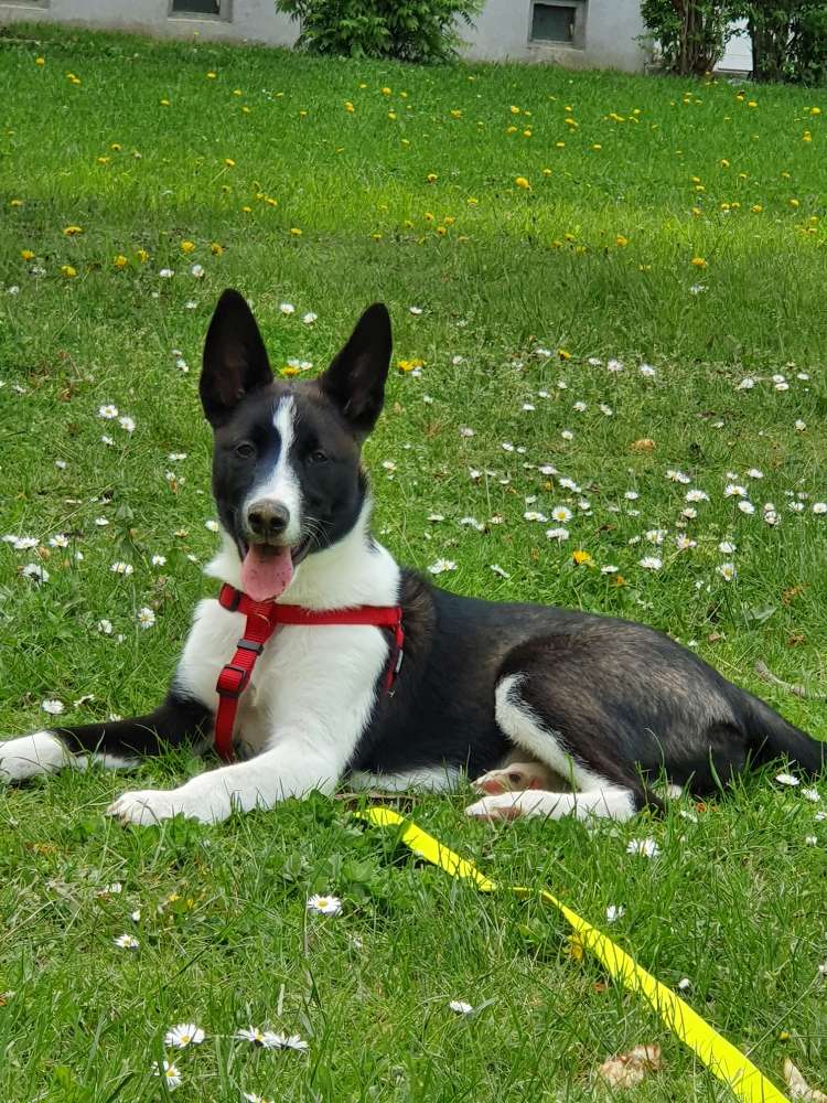 Hundetreffen-Welpentreff Wernigerode-Profilbild